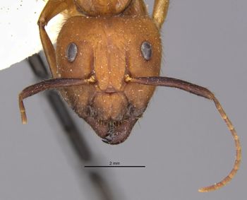 Media type: image;   Entomology 22946 Aspect: head frontal view
